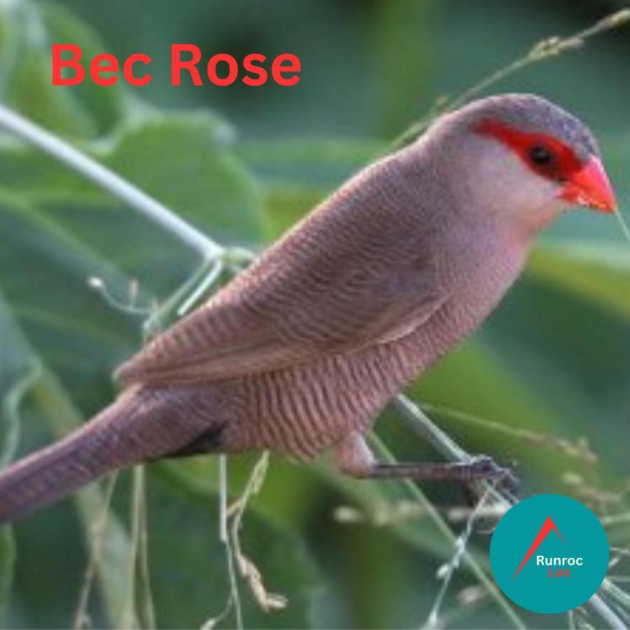 Bec Rose - Clim - Wi-Fi - Jardin Leilighet Saint-Leu Eksteriør bilde